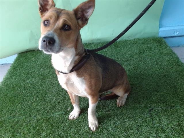 ARMY - Terrier available for adoption