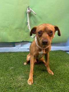 A5760875 - Chihuahua / Miniature Pinscher available for adoption