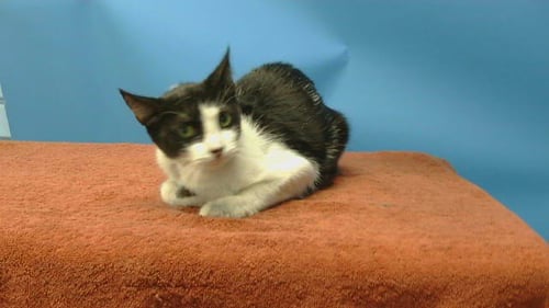 TINY - Domestic Short Hair available for adoption