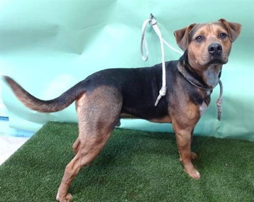 GREGORIO - German Shepherd Dog / English Foxhound available for adoption