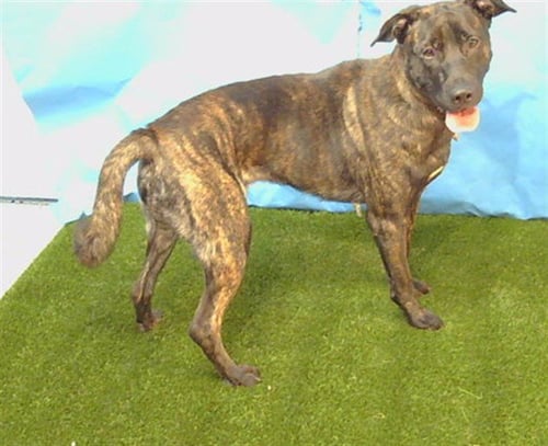 LUNA CURLYFRIES - Pit Bull Terrier / Belgian Shepherd Malinois available for adoption