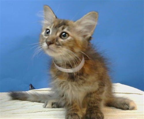 A5785911 - Domestic Short Hair available for adoption