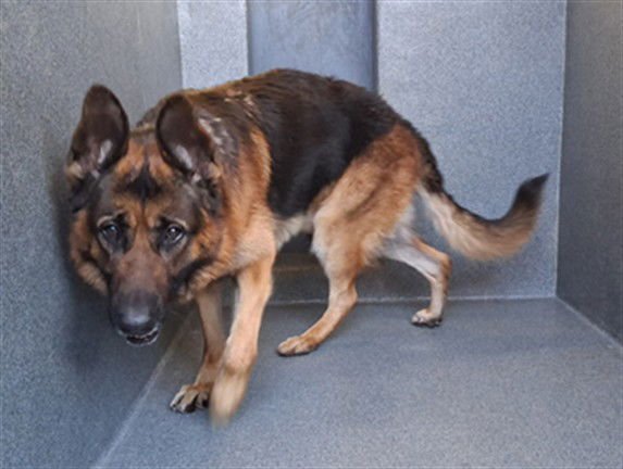 SPARKLES - German Shepherd Dog available for adoption