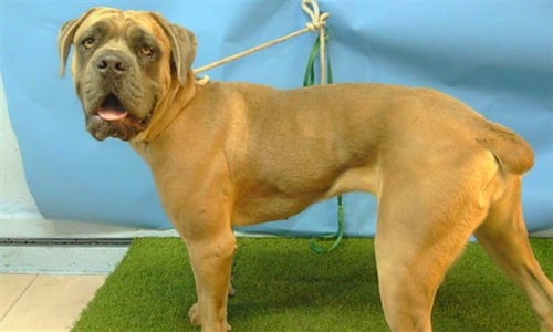 STORMY - Cane Corso Mastiff available for adoption