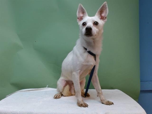 A5757710 - Chihuahua available for adoption