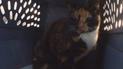 KELLY - Domestic Short Hair available for adoption