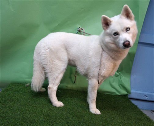 CHARLOTTE - Siberian Husky available for adoption