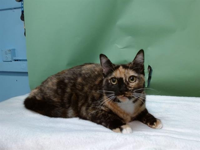 FENDI - Domestic Medium Hair available for adoption