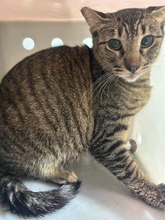 ROSE BUD - Domestic Short Hair available for adoption