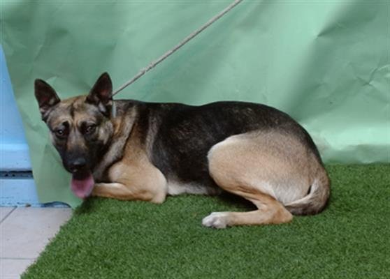 ONYX - German Shepherd Dog / Belgian Shepherd Malinois available for adoption