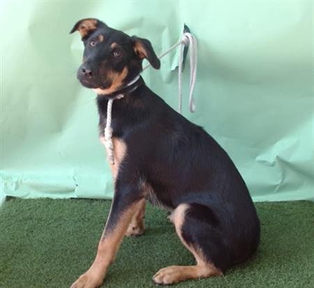 A5751786 - German Shepherd Dog available for adoption