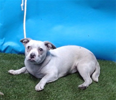 A5764591 - Pug / Chihuahua available for adoption