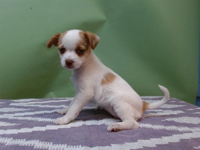 A5755958 - Chihuahua / Terrier available for adoption