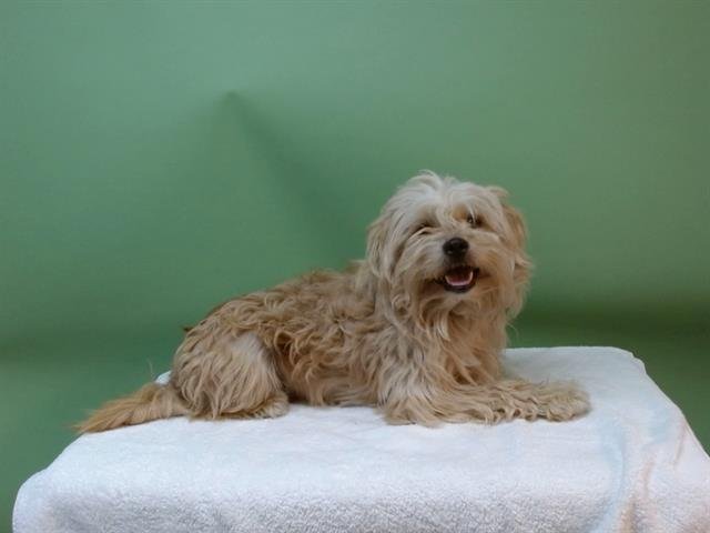 A5743620 - Havanese available for adoption