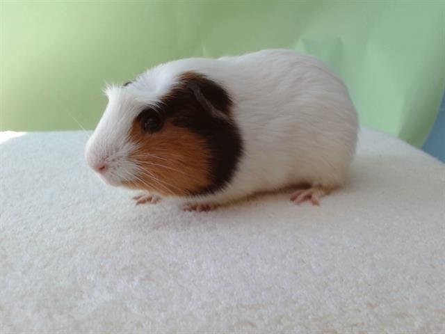 A5746468 - Guinea Pig available for adoption