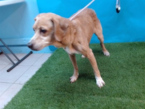 KING - Cocker Spaniel / Beagle for adoption in Torrance