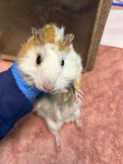 A5760292 - Guinea Pig available for adoption