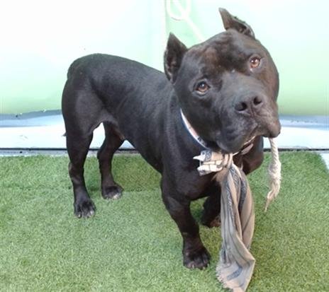 PIERRE - Pit Bull Terrier available for adoption