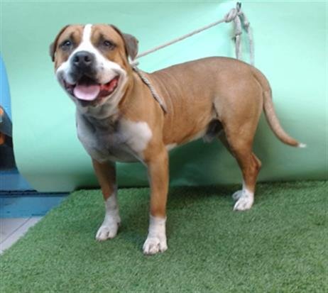 AMIGO - Pit Bull Terrier available for adoption