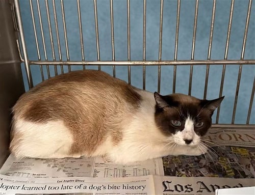 SCARLETT - Siamese available for adoption