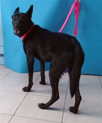 A5766364 - Labrador Retriever available for adoption