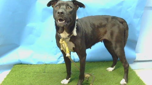 A5794226 - Labrador Retriever available for adoption