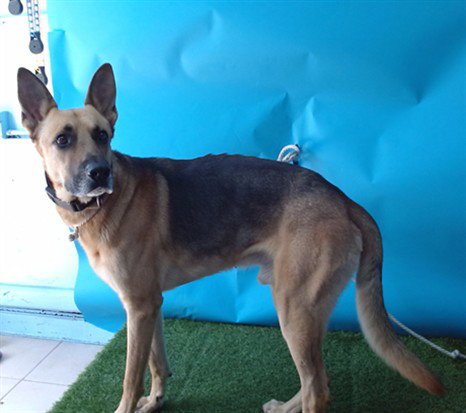 SIMBA - German Shepherd Dog available for adoption