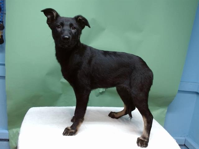 DAISY - German Shepherd Dog available for adoption