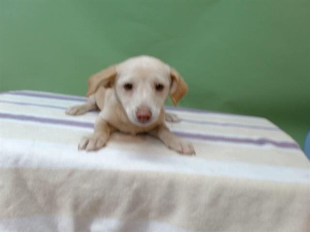 VALENTINA - Terrier / Chihuahua available for adoption