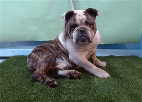 RUFUS - English Bulldog available for adoption