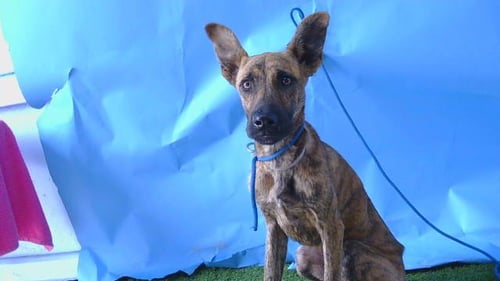 BLUEBERRY - Belgian Shepherd Malinois available for adoption