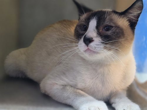 A5794263 - Snowshoe available for adoption