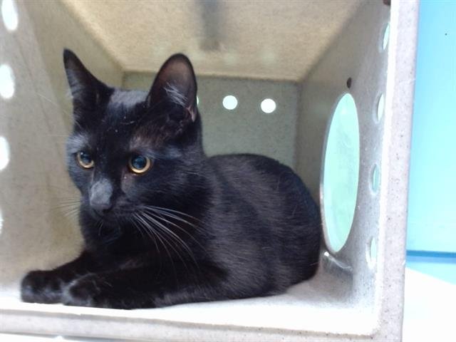 AMOR - Domestic Short Hair available for adoption