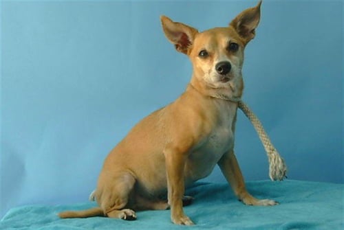 GLEN - Chihuahua available for adoption
