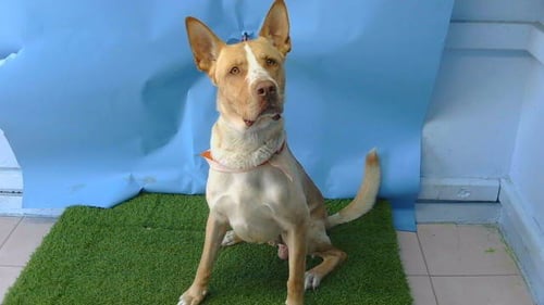 TOMMY - German Shepherd Dog available for adoption