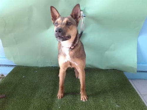 BELLA - German Shepherd Dog available for adoption