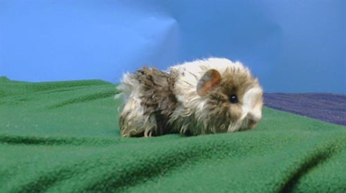 A5778445 - Guinea Pig available for adoption