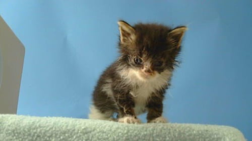 A5779498 - Domestic Long Hair available for adoption