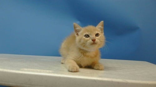 A5778107 - Domestic Short Hair available for adoption