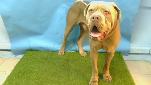 A5794457 - Cane Corso Mastiff available for adoption