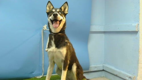 HAPPY - Siberian Husky for adoption in Torrance