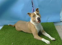 BOSLEY - Photo 1