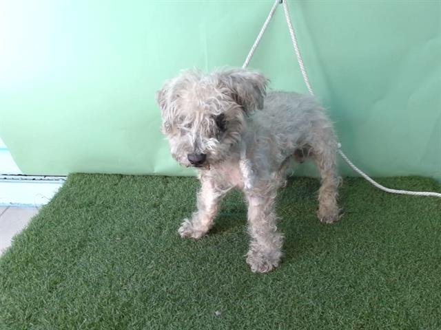A5750062 - Poodle (Miniature) available for adoption