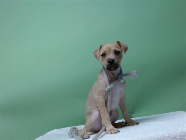 SYLVESTER - Terrier available for adoption