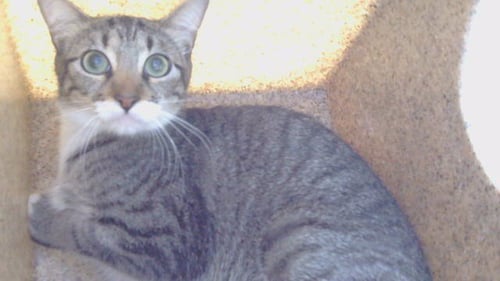 ROWENA - Domestic Short Hair available for adoption