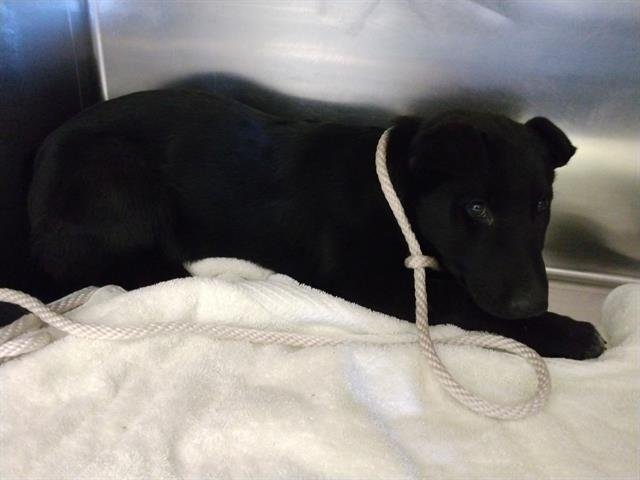 ARTHUR - German Shepherd Dog available for adoption