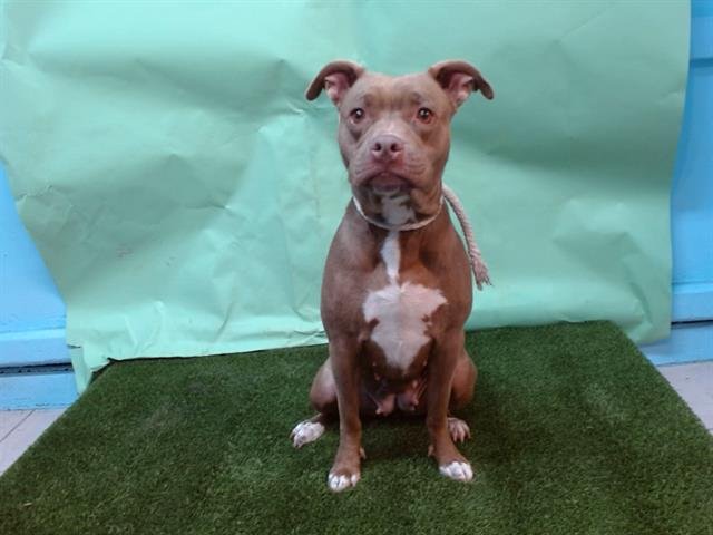KIOKO - Pit Bull Terrier available for adoption