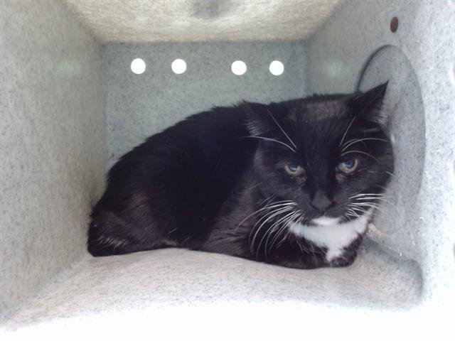 ROXXIE - Domestic Short Hair available for adoption