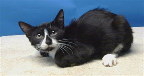 A5796053 - Domestic Short Hair available for adoption