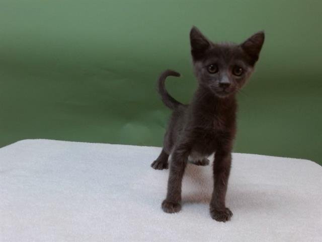 A5743372 - Domestic Short Hair available for adoption